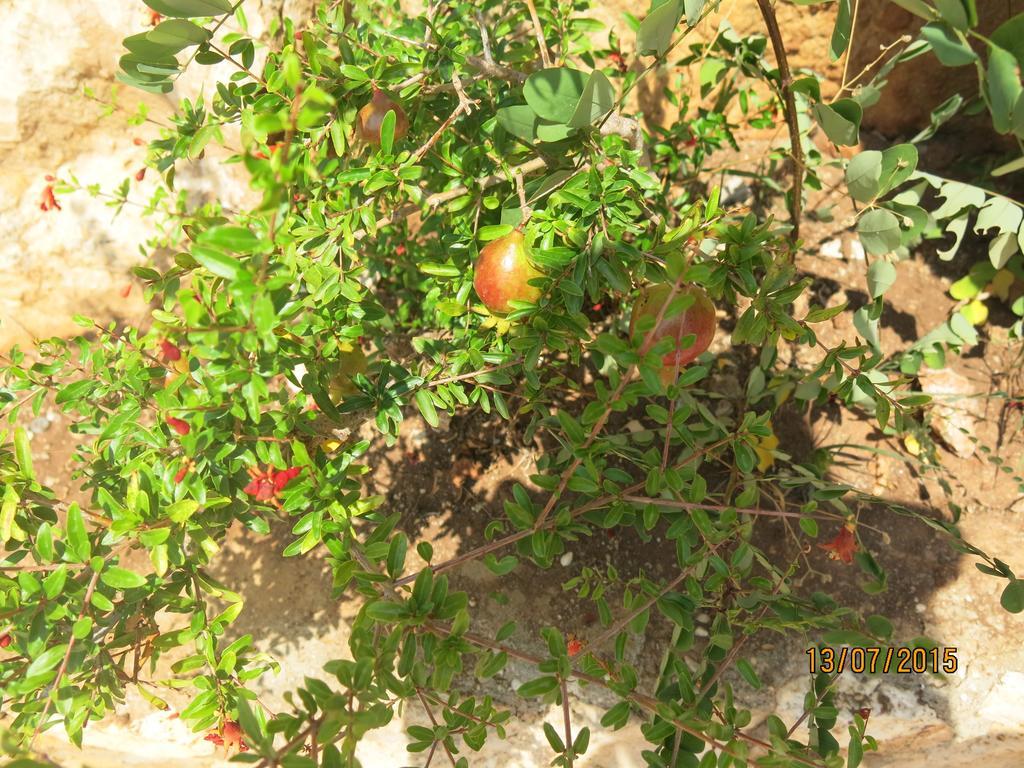 Kulube Hotel Kalkan Ngoại thất bức ảnh